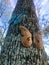 Close up of face butterflies in a tree trunk 2