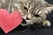 Close-up of the face of the cat, which gnaws a red wooden heart, on a black background. Horizontal photo