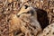 Close Up Of The Face Of A Cheetah