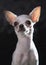 Close up face of chihuahua dogs use for animals and lovely pets