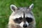 Close up face of a common raccoon