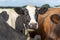 Close up of the face of a cow with bulging eyes and pouting lips amidst a group of cows black and white and red