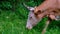 Close-up of the face of a cow grazing in a meadow. Cattle, grass, greens. Livestock. Selective focus. Camera movement