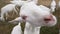 Close-up face of curios white bearded goat sniffing camera with blurred herd at background. Farm animal posing in slow