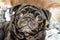 Close up face of cute black color pug dog breed listening funny tilt head eyes wide open