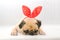 Close-up face of cute dog puppy pug with bunny rabbit ear sleep rest on cotton wool in white background.