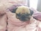 Close up face of cute dog puppy pug sleep rest on sofa bed with tongue sticking out and wrapped blanket because of weather cold