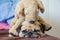 Close up face of cute dog puppy pug want to sleep rest tongue out and bored to play with toy dog doll.