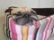 Close up face of cute funny puppy pug dog sleep rest on pillow bed with tongue sticking out