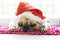 Close-up face of a cute lying pug puppy dog in Christmas hat. Pug wearing xmas costume sleeping rest on the floor in holiday lazy