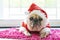 Close-up face of a cute lying pug puppy dog in Christmas hat. Pug wearing xmas costume sleeping rest on the floor in holiday lazy