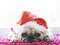 Close-up face of a cute lying pug puppy dog in Christmas hat. Pug wearing xmas costume sleeping rest in holiday lazy time