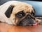 Close-up face of Cute pug puppy dog rest by chin and tongue lay down on laminate floor and look to camera