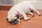 Close-up face of Cute pug puppy fat dog sleeping by chin and tongue lay down on floor