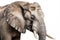 Close up face of Elephant isolated on white background, Animal wildlife habitat in the nature forest, beautiful of life, massive