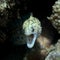 Close Up Face First Moray Eel with Mouth Open Underwater