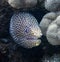 Close Up Face First View Moray Eel Underwater in Hawaii