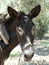 Close up of face of gentle brown donkey on Greek island of Skopelos