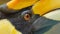 Close-up of face great hornbill.