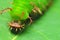 Close up face of green caterpillar