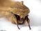 Close-up of the face of a hairy moth