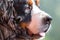 Close up face and head of a Bernese Mountain Dog