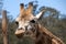 Close-up of face and head of Rothschild`s giraffe