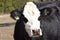 Close up of the Face of a Hereford Beef Cow