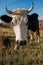 Close-up face of horned black and white cow outdoor. Cow staring and at the camera