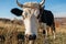 Close-up face of horned black and white cow outdoor. Cow staring and at the camera