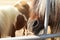 Close-up of the face of a horse at the petting zoo. Feeding domestic artiodactyls. The horse pokes its head out of the cage,