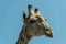 Close-up of the face of huge giraffe eating in the bush