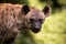 Close up face of hyena and eye looking to hunting