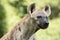 Close up face of hyena and eye looking to hunting