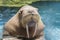 Close up face ivory walrus in deep sea water