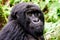 Close up of the face of a juvenile mountain gorilla