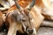 Close-up face kangaroo resting on ground