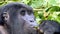 Close-up face of leafs eating gorilla with thoughtfully looking brown eyes