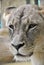 Close-up of a face of a lioness