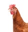 Close up face of livestock chicken isolated white background