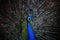 close up face of male indian peacock with beautiful breeding plumage tail