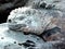 Close up of face of Marine Iguana on rock, Floreana Galapagos Islands