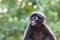 Close-up of the face of monkey or Dusky Langur with green nature