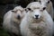 Close up face of new zealand merino sheep in farm