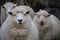 Close up face of new zealand merino sheep in rural agricultural