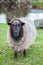 Close up face of new zealand merino sheep in rural livestock fa