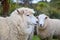 Close up face of new zealand merino sheep in rural livestock far