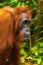 Close up of the face of orangutan in the rainforest of borneo