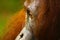 Close up of the face of orangutan in the rainforest of borneo