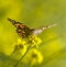 Close up Face Painted Lady Orange Butterfly on Yellow Flower